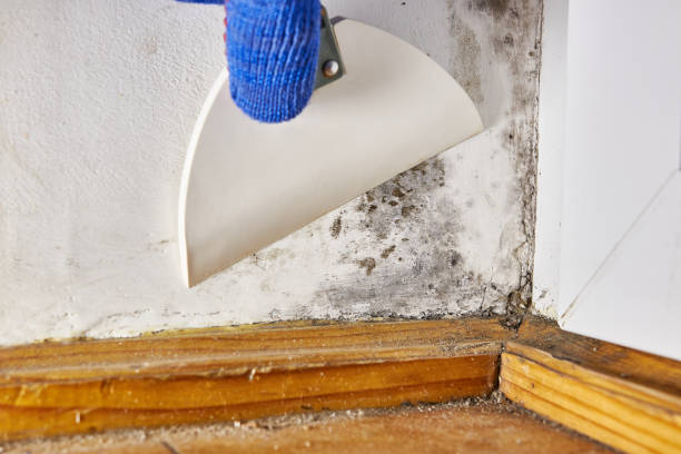 Trusted Kean University, NJ Mold Removal Experts